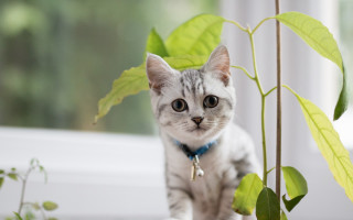 Cat plant blue collar focus - a blue collar free wallpaper