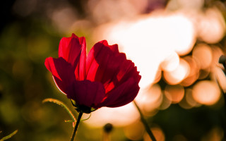 Red flower blurry background bokeh - a blurry background of trees and grass free wallpaper