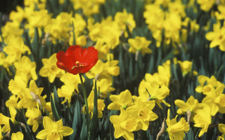 Red flower field yellow green - green leaf and stems free wallpaper