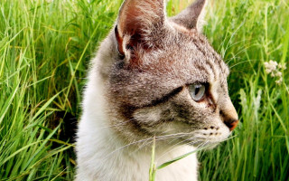 Cat field daisy blurry outdoors - tall grass free wallpaper