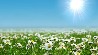 Daisy field blue sky sunshine - blue sky free wallpaper