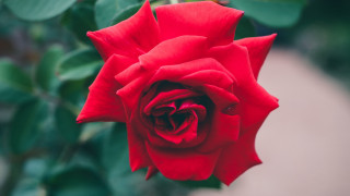 Red rose blooming garden green - a red rose free wallpaper