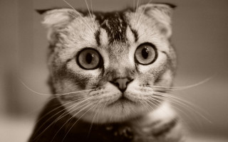 Sad cat collar blackwhite background - a collar free wallpaper