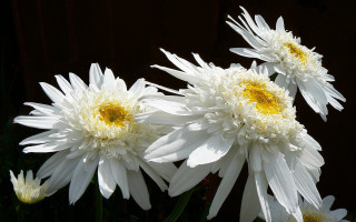 White flowers vase daisy wings - constance copeman free wallpaper