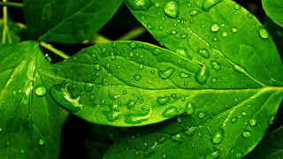 Green leaf water drops macro 2 - a green leaf free wallpaper