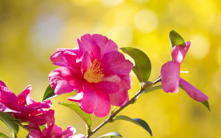 Pink flower green leaves yellow - a pink flower free wallpaper