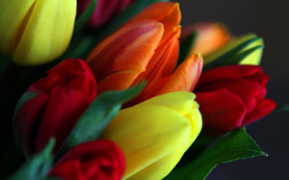 Colorful tulips vase still life - flavia bloi free wallpaper