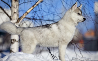 White gray dog snow tree - the snow next free wallpaper