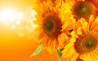 Sunflower vase light wall summer - a vase free wallpaper