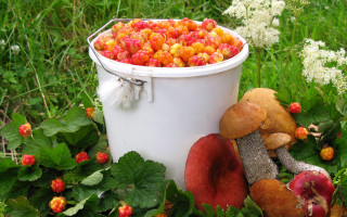 Bucket fruit bush berries ecological - a bunch of berries free wallpaper