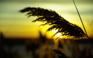 Sunflower sunset blurry background flame - a sunset in the background free wallpaper
