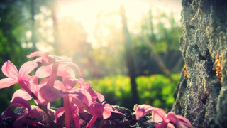 Tree pink flowers forest sunlight - sunlight free wallpaper