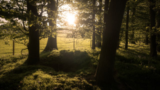 Grassy field trees fence sunset - a grassy field free wallpaper