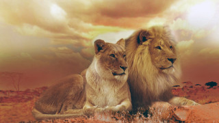 Two lions rock desert cloudy - two lion free wallpaper