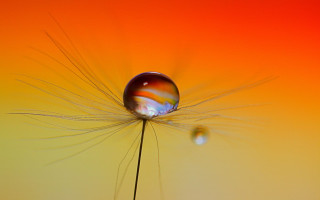Water drop dandelion macro colorfield - a dandelion free wallpaper