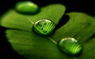 Green water drops macro blurry - a close up of a leaf free wallpaper