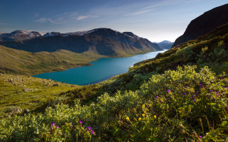 Mountain lake flowers ecological art - the side of the mountain free wallpaper