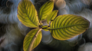 Green leaf blurry plant macro - a green leaf free wallpaper