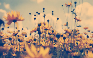 Flower field sunset yellow sky - e. william gollings free wallpaper