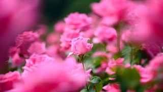 Pink flowers field roses hanami - a field of flowers free wallpaper