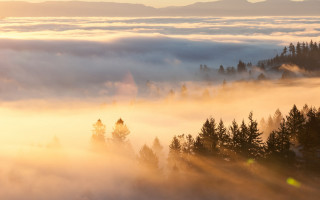 Foggy forest mountains sunrise ray - volumetric fog free wallpaper