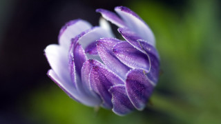 Purple flower water droplets macro 6 - a purple flower free wallpaper
