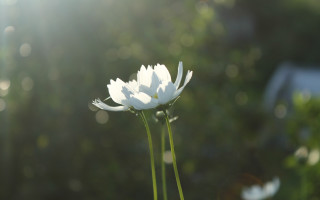 Flower bokeh macro lensflare wings - chang daichien free wallpaper