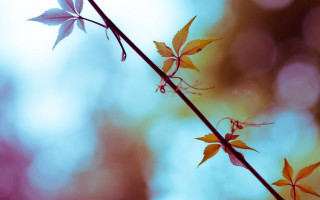Blue butterfly branch shallow depth - a blurry background of trees free wallpaper