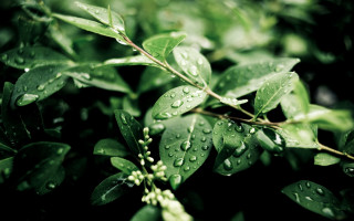 Leaf water drops macro green 2 - an gyeon free wallpaper for desktop