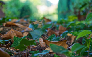 Leaves ground forest nature bokeh - de hirsh margule free wallpaper
