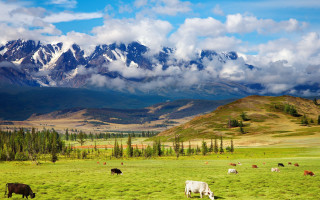Cattle grazing mountains field sky - lush free wallpaper