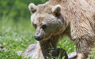 Brown bear green field rocks - a lush green field next free wallpaper