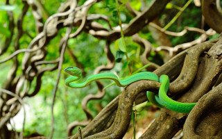 Green snake crawling tree branch - free nature wallpaper