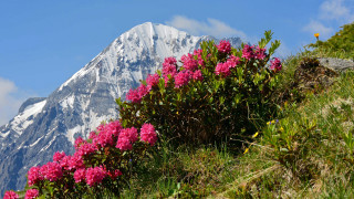 Mountain flower field blue sky - a blue sky in the background free wallpaper for desktop
