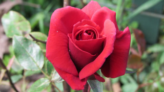 Red rose green background leaves - a red rose free wallpaper