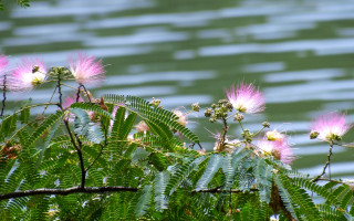 Pink flowers water grass impressionist - impressionist free wallpaper