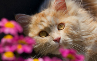 Cat flower blurry background depth - impressionism free wallpaper