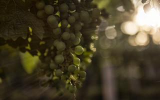 Grapes tree branch sunlight bokeh - a bunch of grapes free wallpaper