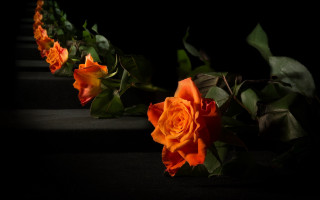 Orange roses black table green - rose free wallpaper