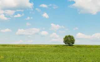 Lone tree green field blue 8 - a lone tree in a field free wallpaper