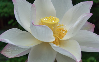 White pink flower water droplets - petal free wallpaper