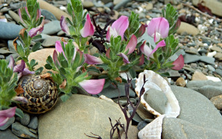 Snail rock flowers pebbles ecological - eliot hodgkin free wallpaper