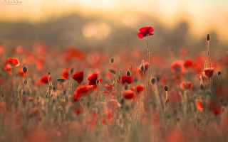 Red flower macro fire explosion - a blurry background of trees and grass free wallpaper