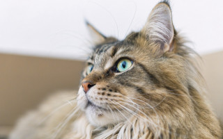Blue eyes cat looking up - neoplasticism free wallpaper