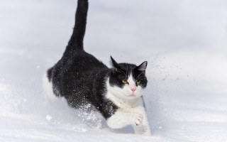 Black white cat running snow 2 - its paw free wallpaper