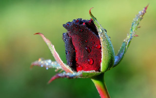 Red black flower water droplets - felipe seade free wallpaper for desktop