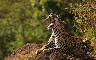 Leopard yawning hill trees wildlife - tongue free wallpaper