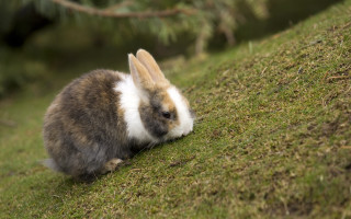 Rabbit mossy hill looking camera - mossy free wallpaper