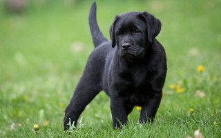 Black puppy field flowers outdoors - neoclassicism free wallpaper