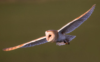 Barn owl flying wings spread - a blurry background free wallpaper